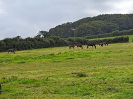 Lovely walks. camp field backed on to grazing, so no noise.