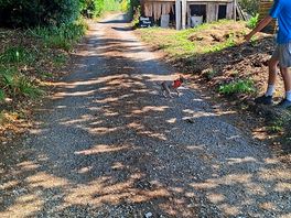 Shady drive into the site