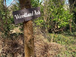 Woodland