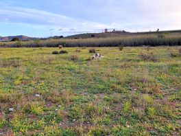 Hundeauslauf vor dem platz