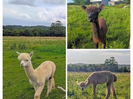 The friendly alpacas :)