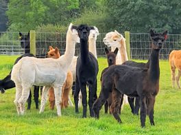 Our neighbours!