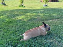 Stella the frenchie ❤️