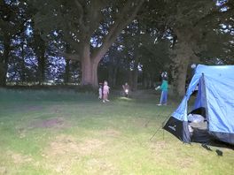 A bit of forest