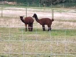 Alpacs