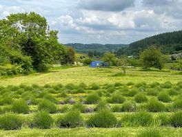 Lavender and view of the valley