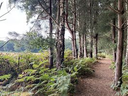 Forest walk