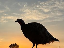 Sunset turkey