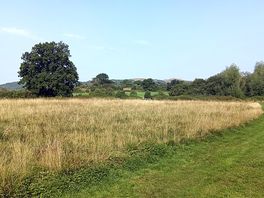 Dog feild