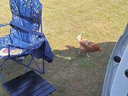 The local chickens always coming over to say hello!