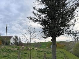 Daffy pitch next to the sheep