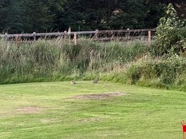 Bunnies
