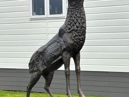 Stag