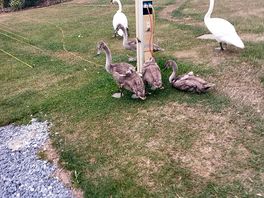 Swans