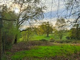 View across the forest