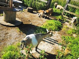 Even more pregnant goats