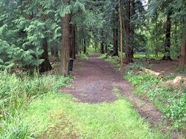 Forest walk on site