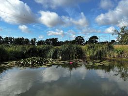 Lily pond