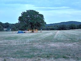 Lovely oak tree in the middle