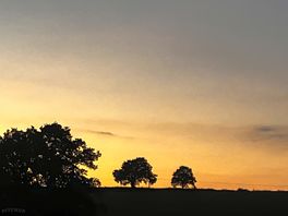 Trees at dusk