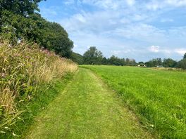 Dog walking field