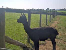 Midnight the alpaca!