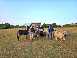 Donkeys and sheep
