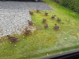 Ducks in morning