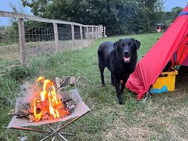 Dog friendly
