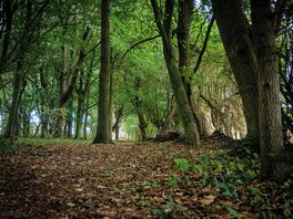 A peaceful well maintained park, set in 4 acres of grassland and woodland.