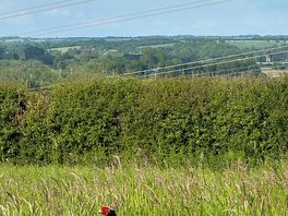 The resident pheasant!