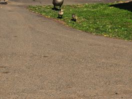 Again baby geese