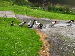 Funny ducks