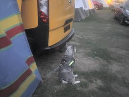 My dog just enjoying the sites