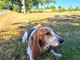 Enjoying the shade in the secure dog park