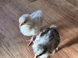 Resident baby chicks