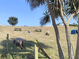 The cute sheep's. love it!