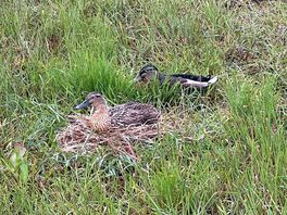 Ducks!