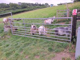 Goats!!!!