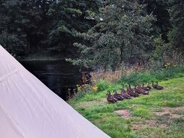 Morning alarm, duckies