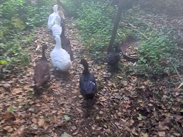 Visits from our feathered friends
