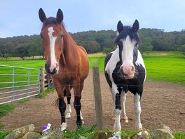 Beautiful horses.