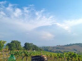 Vineyard