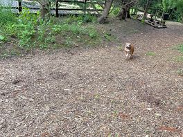 The dog walk