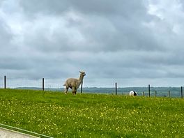 Alpacas on the farm