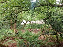 Woodland area