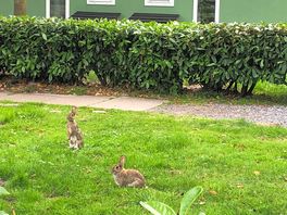 Les lapins !