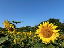 Nearby sunflower field