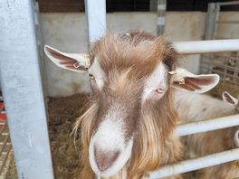 Friendly neighbour