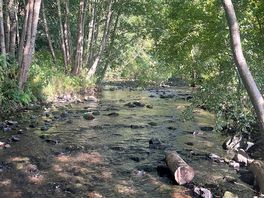 Lovely stream to paddle in with the little ones